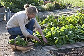 Woman harvesting spinach 'Madator' (Spinacia oleracea) in vegetable patch