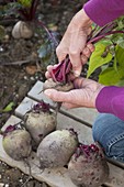 Woman turning off stems and leaves from freshly picked beetroot