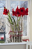 Hippeastrum 'Royal Red' (Amaryllis) in Glas, verkleidet mit Treibholz