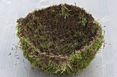 Homemade moss shell
