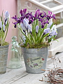Iris histrioides 'George' (Dwarf iris) and Crocus vernus 'Striped Beauty'.