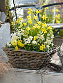 Woman planting yellow-white spring basket (3/3)