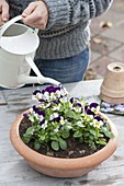 Plant the shell with horned violet and crocus
