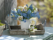 Blue-white bouquet of Muscari and Helleborus orientalis