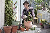 Woman cutting back freshly potted Pelargonium peltatum