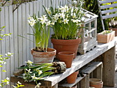 Narcissus 'White Tete a Tete' (Daffodils) in clay pot
