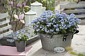 Zinc container planted with Myosotis 'Myomark' (forget-me-not)