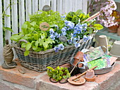Herb basket and edible flowers in spring