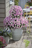 Argyranthemum frutescens 'flower wonder', shaped cut