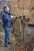 Mann schneidet Salix (Kopfweide) im Frühjahr zurück