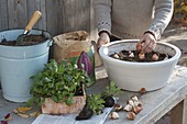 Planting tulip bulbs and forget-me-not in autumn
