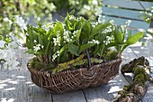 Convallaria majalis in wicker basket, decorated with moss
