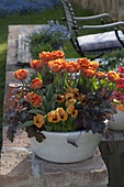 Tulipa 'Orange Princess' (tulips), Heuchera 'Amethyst Myst' (tulips)