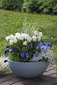 Blau-weiß bepflanzte Frühlingsschale