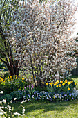 Blooming Amelanchier (rock pear) with Narcissus