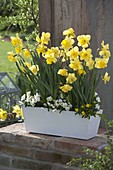 Wooden flower box with Narcissus (daffodils) and Viola cornuta