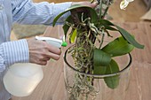 Roots of Phalaenopsis (Malay flower, butterfly orchid)