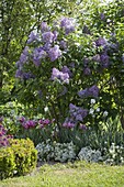 Syringa vulgaris 'Katharine Havemeyer' (Lilac), Tulipa (Tulips)