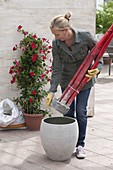Concrete red rods as a climbing aid for climbing plants