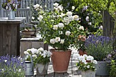 Pink Renaissance 'Nina' white (shrub rose), strong scent