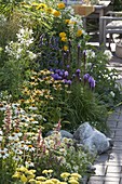 Echinacea purpurea 'Meringue', 'Avalanche', 'Sunrise' (coneflower), Liatris
