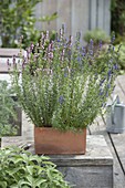 Blue and pink hyssop (Hyssopus officinalis) in terracotta box