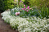 Spring bed with Tulipa, Arabis, Myosotis, Hyacinthus and Narcissus
