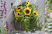 Basket with Helianthus (sunflower), mint (Mentha