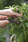 Multiplying Stevia through cuttings