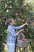 Apfelernte : Frau steht auf der Leiter und pflückt Äpfel (Malus) in Korb