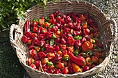 Basket with freshly harvested bell chillies, chillies and habanero chillies
