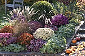 Autumn bed with perennials and grasses - Ajania Bellania 'Bengo' 'Bengo Weiss'