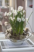 Narcissus Paperwhite 'Ziva' (Tazette daffodils) in bowl