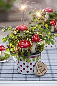 Oxalis deppei 'Iron Cross' in dotted cup with fly agarics