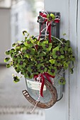 Oxalis deppei 'Iron Cross' (Lucky Clover) in a tin pot decorated with horseshoes