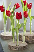 Unusual decoration, Tulipa (tulip) in test tubes