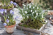 Galanthus (snowdrop) with moss on wood coaster, crocus
