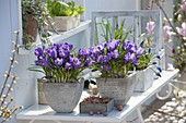 Crocus vernus 'Remembrance' (Crocuses) in square pots