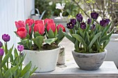 Tulipa 'Red Paradise', 'Paul Scherer' (tulips) in bowls