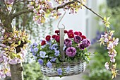 Basket with Viola cornuta 'Blue', Ranunculus bloomingdale