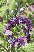 Wreath of mixed Syringa (lilac) hung from a tree