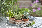 Herbs of the south on zinc tray, sage, rosemary