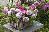 Basket with fragrant Rosa Gallica 'Officinalis' (Apothecary's rose)