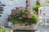 Mobile wooden container as privacy screen planted with hydrangea