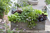 Plant wooden box with herbs and salads