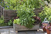 Plant wooden box with herbs and salads
