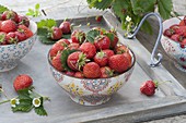 Frisch gepflückte Erdbeeren (Fragaria) in Schalen auf Tablett