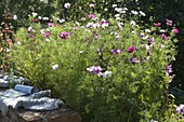 Planting a prairie bed with annual summer flowers