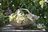 Basket with flowers of elder (Sambucus nigra) and camomile