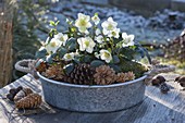 Zinc bowl with helleborus niger (Christmas rose), cones and moss